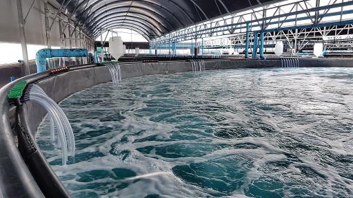 Bioburden monitoring in recirculating aquaculture systems (RAS)